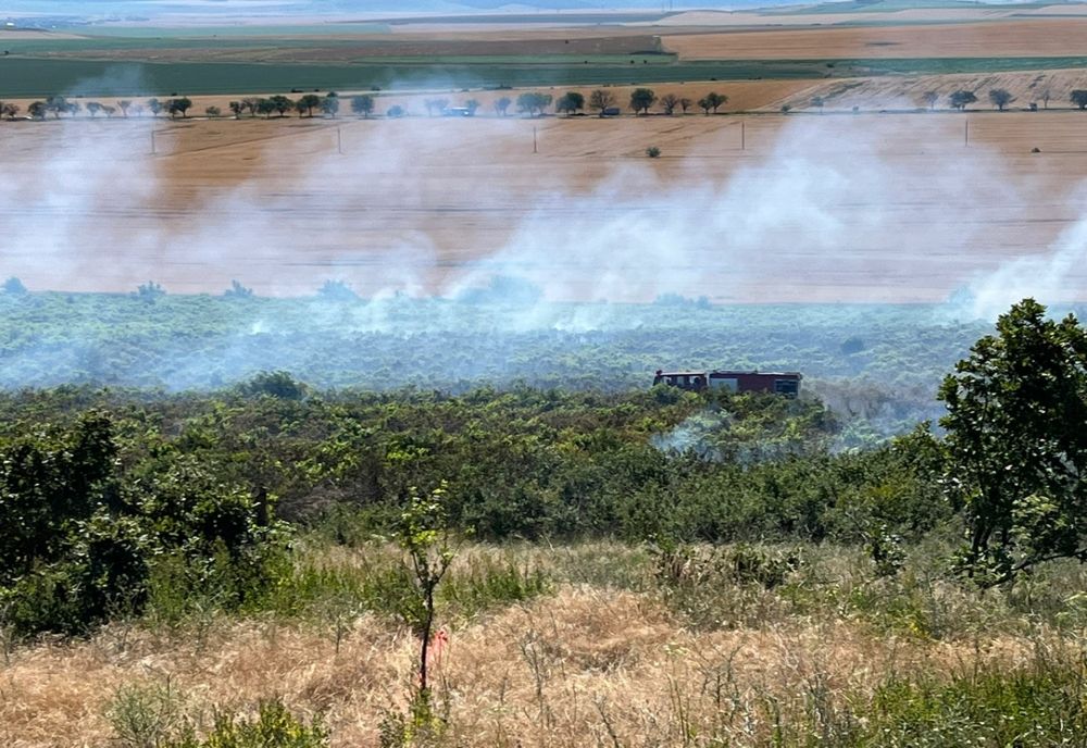 VIDEO Plantație de viță de vie în flăcări la Cataloi