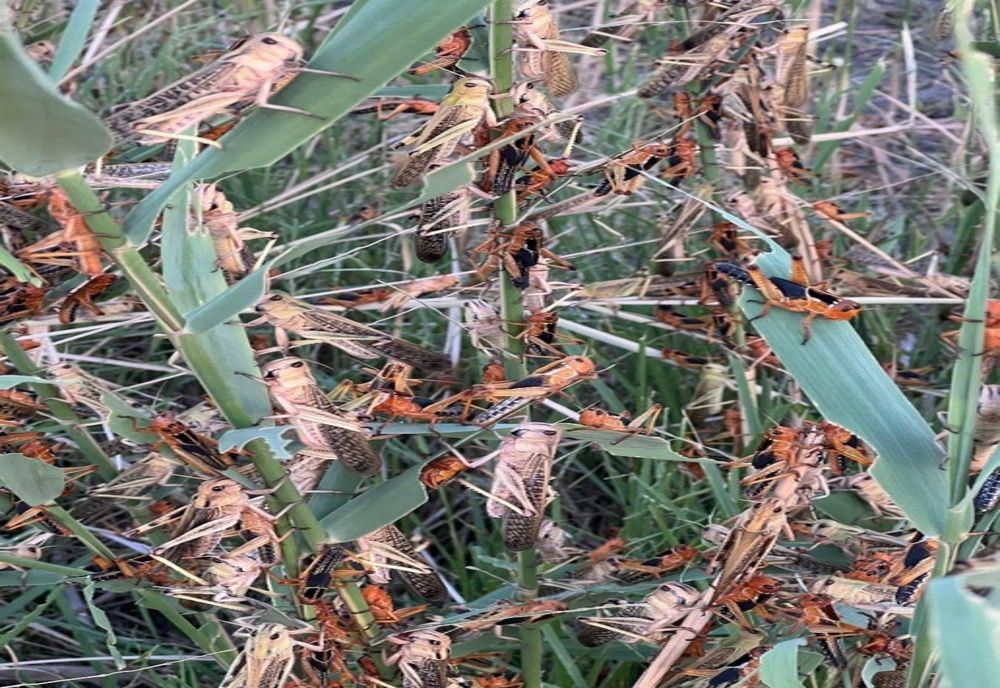 VIDEO COD ROȘU de lăcuste în Tulcea