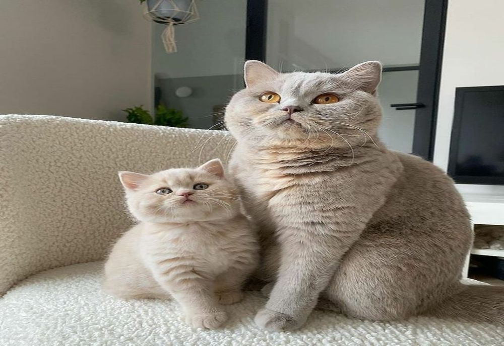 5 motive să ai o pisică în casă. Concluziile oamenilor de știință te vor surprinde