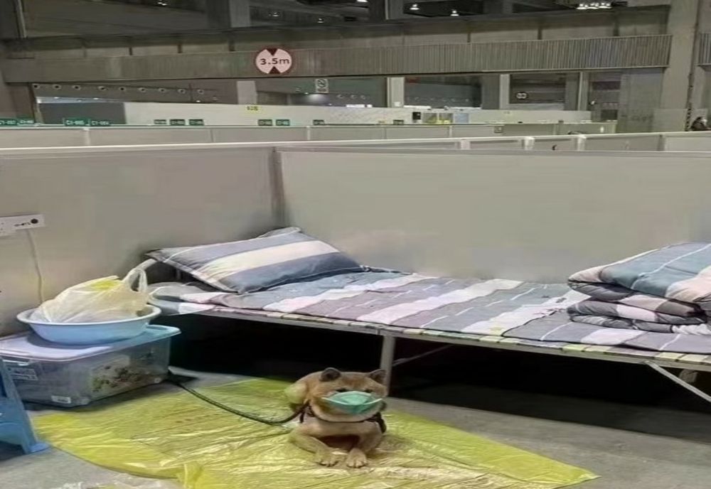 Chinezii au trimis un cățel în carantină