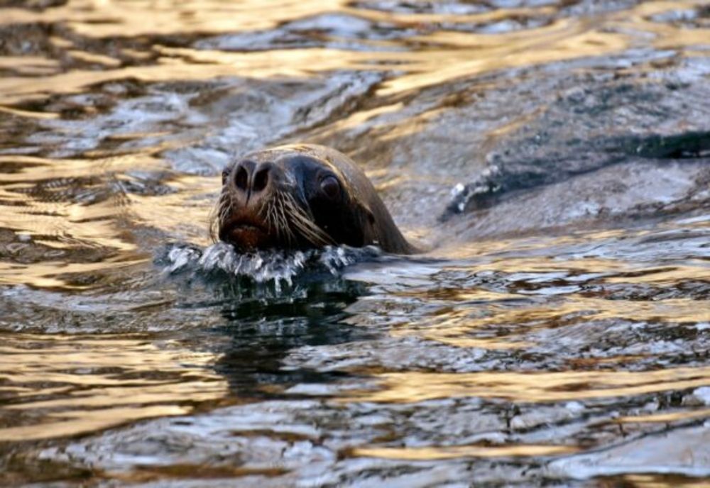 Două foci din Ucraina vor ajunge la Delfinariul din Constanța