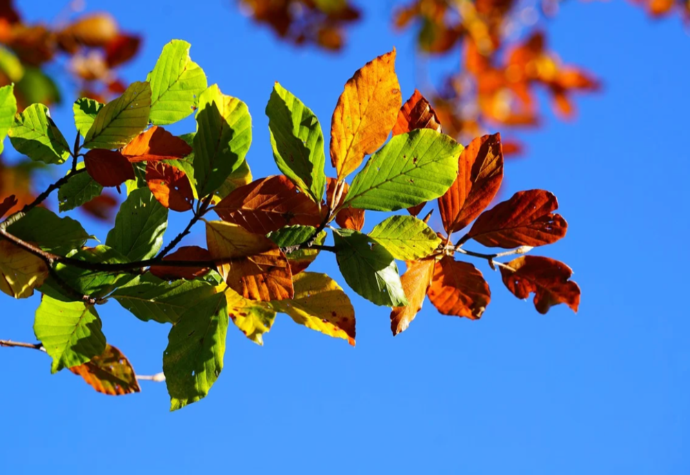 VREMEA 1 SEPTEMBRIE. VREME FRUMOASĂ ÎN TOATĂ ȚARA 
