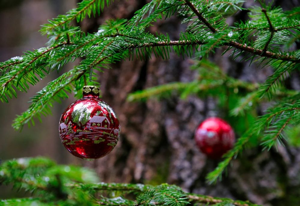 Cum recunoști un brad tăiat de mai multe zile. Regulile pentru a rezista până după Crăciun