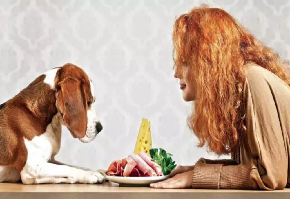 TÂRG DE ADOPȚII DE ANIMALE DE COMPANIE, DUMINICĂ, 5 OCTOMBRIE