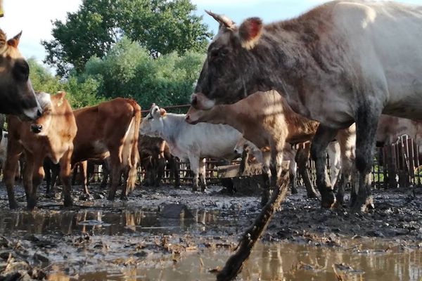 Prinse la mijloc: Zeci de bovine închise în oborul de gloabe din Pardina!