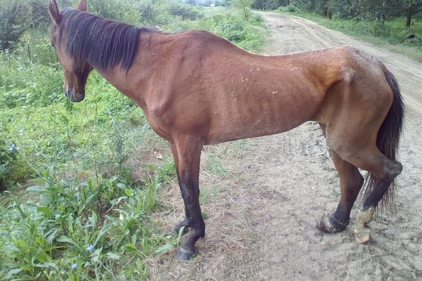 Un cal bolnav, numai piele şi os, abandonat la Tudor Vladimirescu. Autorităţile sunt nepăsătoare!