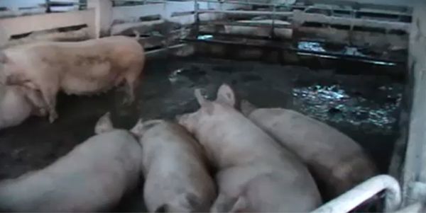 Şi la Pigcom Satu Nou se confirmă pesta porcină africană!