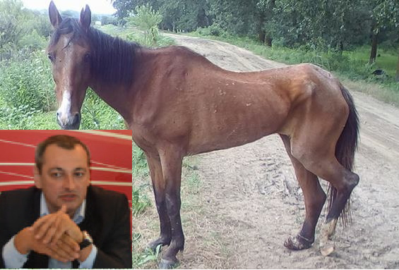 Drama calului abandonat la Tudor Vladimirescu, a ajuns în atenţia prefectului!