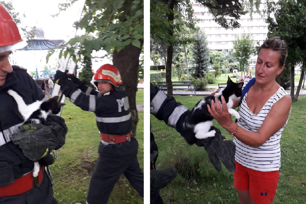 O pisică a fost salvată de pompieri
