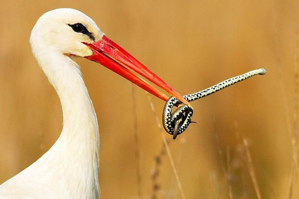 Aplicaţia „Uite, barza!” confirmă: Tulcea are cele mai multe cuiburi - 327!