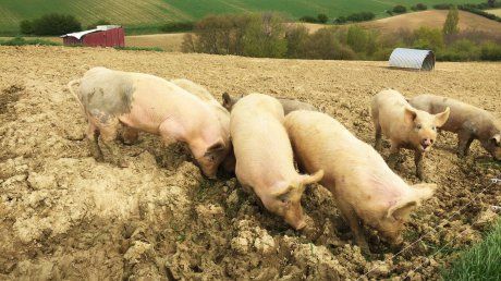 Ultimele două ferme de creştere a porcilor din judeţ au scăpat de pestă!