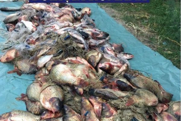 Poliția deltei și jandarmeria - Captură de aproape o tonă de pește, o mașină, o barcă și plase interzise