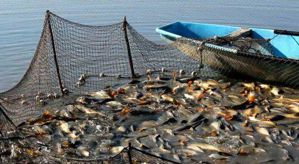 Fonduri de 20,7 milioane de euro pentru investiții în acvacultură și prelucrarea produselor pescărești