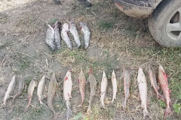 Opt kilograme de cegă într-un sac de pește, la Grindu!