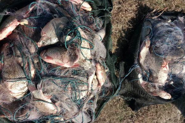 Peste 50 kg peşte fără documente legale şi plase monofilament,  confiscate de poliţiştii de frontieră tulceni