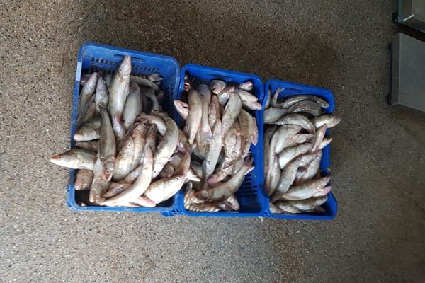 75 kg şalău fără documente legale,  confiscate de poliţiştii de frontieră tulceni