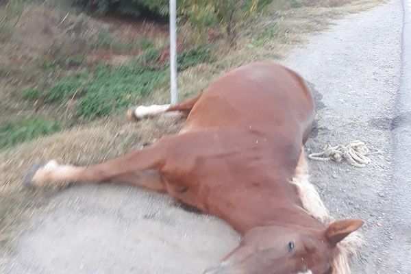 Doi cai au fost omorâţi la Somova, loviţi de o maşină condusă de o femeie de 56 de ani