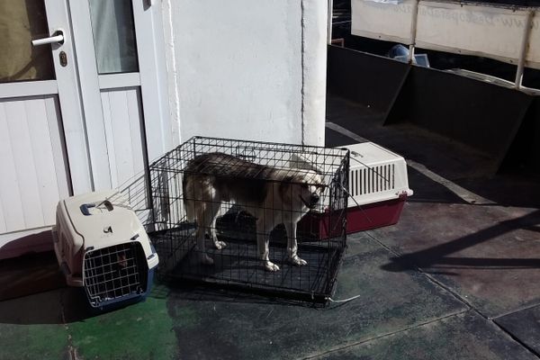 La Sulina, s-a încheiat campania de sterilizare a câinilor