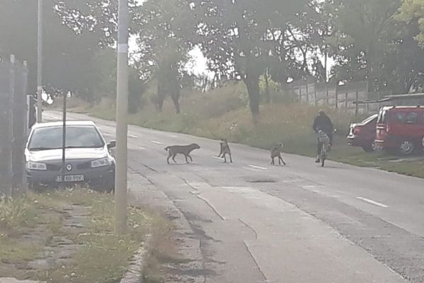 Câinii agresivi terorizează populaţia din Babadag