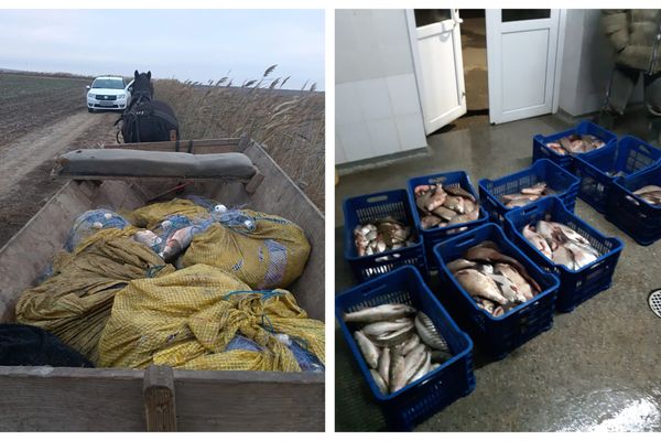 Aproximativ 170 kg peşte fără documente legale şi 1 km. de plase monofilament,  confiscate de poliţiştii de frontieră tulceni
