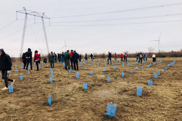 Tineri din Tulcea şi Constanţa au plantat 140 de copaci de Ziua Dobrogei