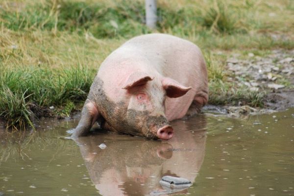 Deputatul Lucian Simion cere despăgubiri pentru porcii morți de pestă africană în Delta Dunării