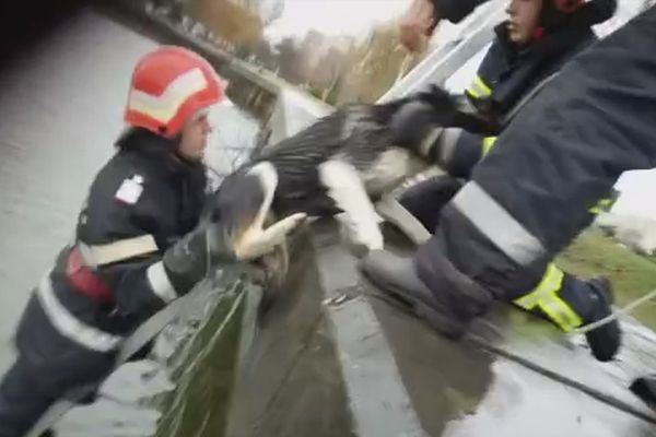 Căţel salvat de pompieri din Lacul Ciuperca