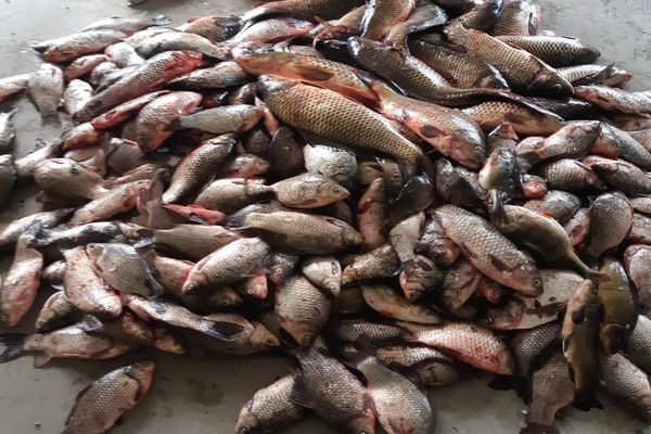 Cel mai scump pește se găsește la Tulcea, orașul de la porțile deltei!