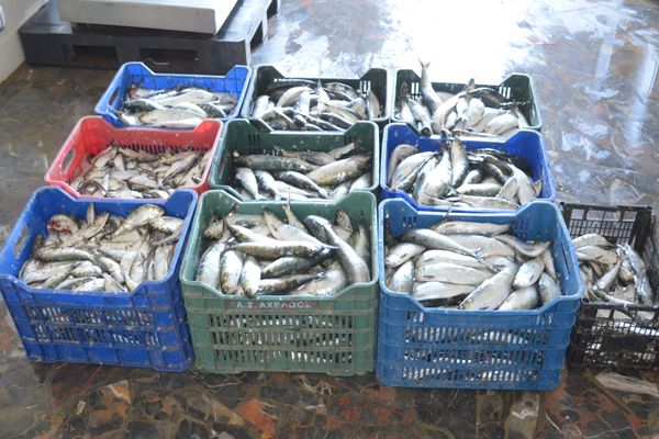 365 kilograme de scrumbie confiscate de poliţiştii de frontieră tulceni