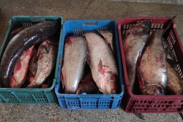 Transport de peşte interceptat de poliţiştii de frontieră