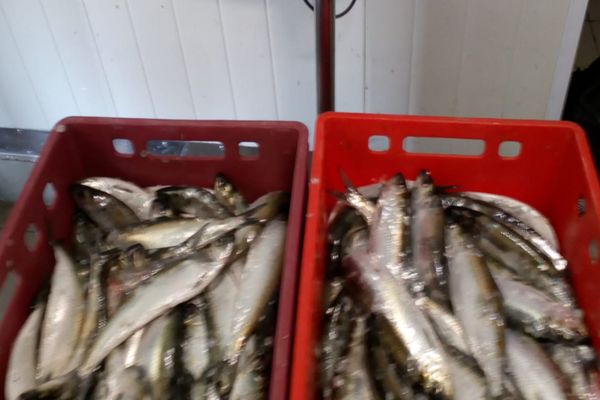 Peşte fără documente de provenienţă, confiscat pe Dunăre