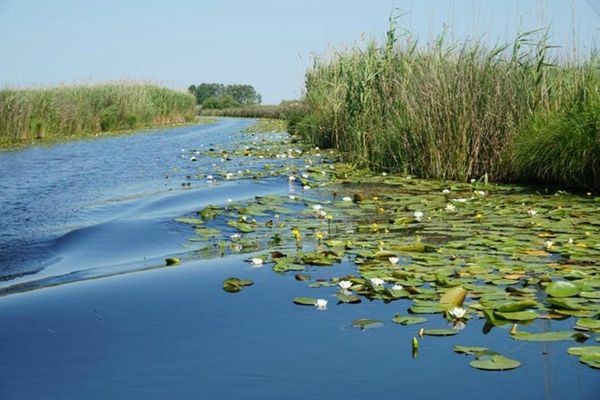 Radarul Deltei Dunării, aplicația prin care putem stopa abuzurile din rezervație!