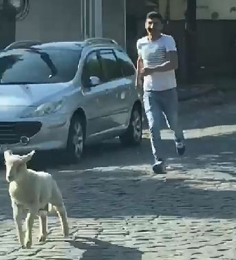 Tulcea, sat urban: A scăpat mielul pe strada Mahmudiei, aproape de Km 0