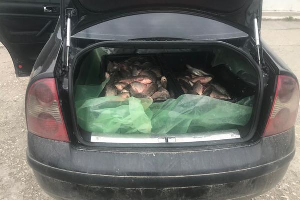 Prinși cu peștele în mașină, cercetați de polițiști