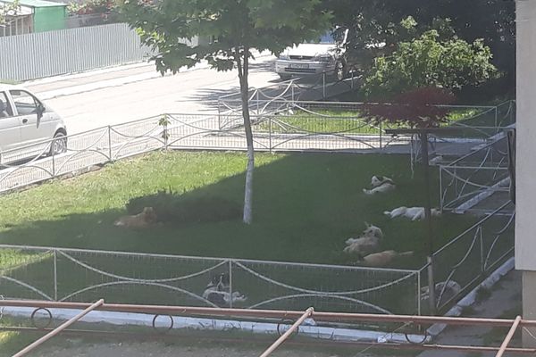 Câinii din Măcin terorizează localnicii. Autoritățile promit că vor lua măsuri!