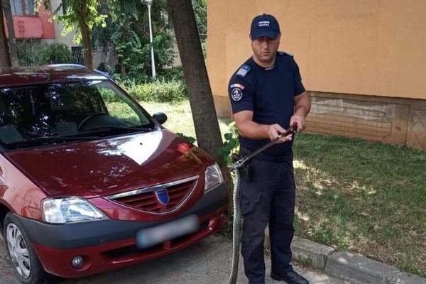 Șarpe lung de aproape 3 metri omorât într-o gospodărie din Peceneaga - Tulcea