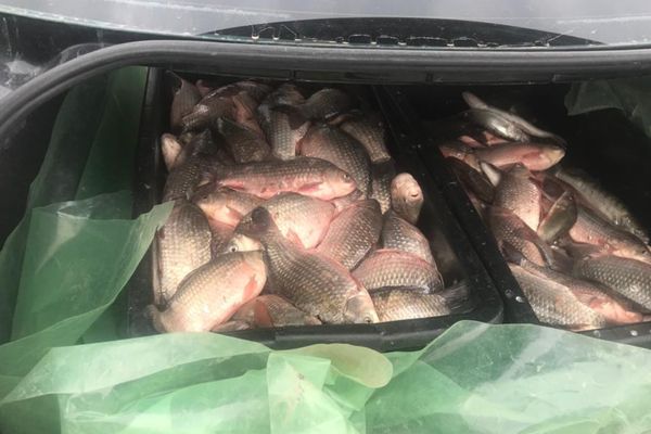 Transport de peşte fără documente interceptat de poliţiştii de frontieră