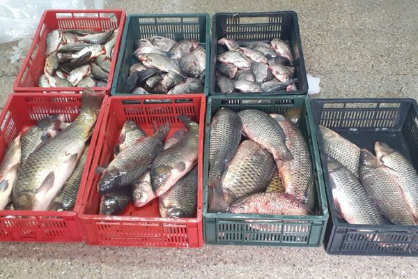 69 e cu ghinion la Nufăru! Peşte "luat pe sus" de polițiștii de frontieră