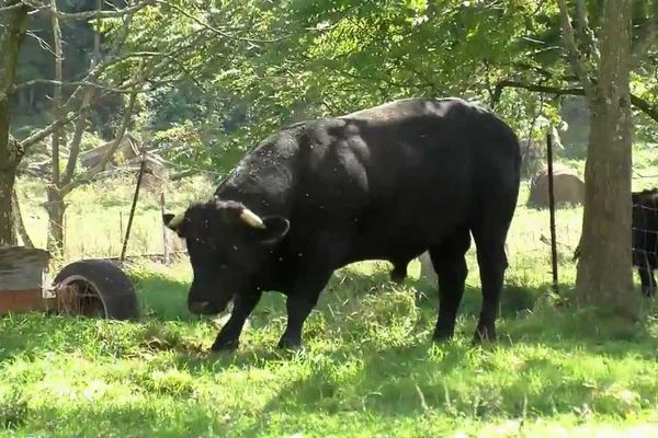 Un taur agresiv a băgat doi oameni în spital. Ambii sunt în stare foarte gravă