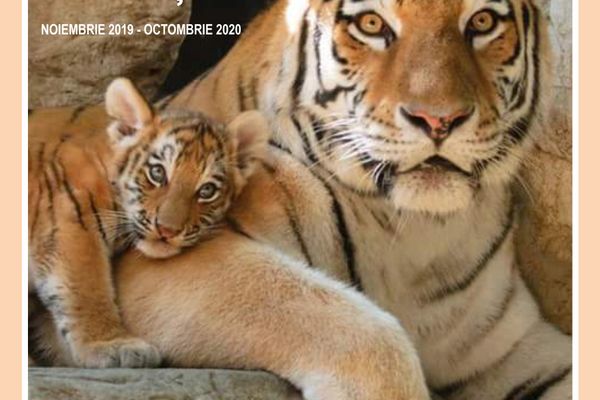 Expoziția ”MAME ȘI PUI”  la Centrul Muzeal Ecoturistic ”Delta Dunării”