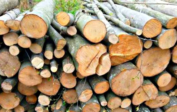 Transport ilegal de lemn pe raza comunei Stejaru