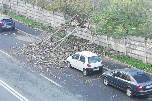 Copac prăbuşit pe 1848