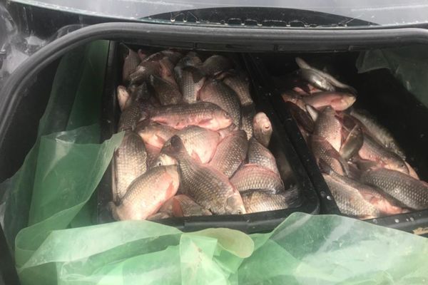 85 de kilograme de pește au fost confiscate de polițiștii tulceni