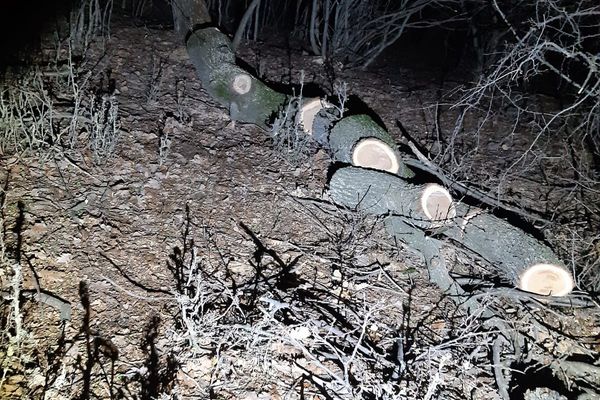 Şocant: Dosar penal pentru 2,16 mc. material lemnos