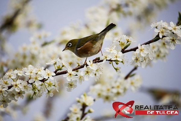 REALITATEA DE TULCEA UREAZĂ TUTUROR FEMEILOR “LA MULȚI ANI!”