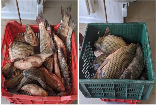 Braconier, prins cu mașina plină de pește