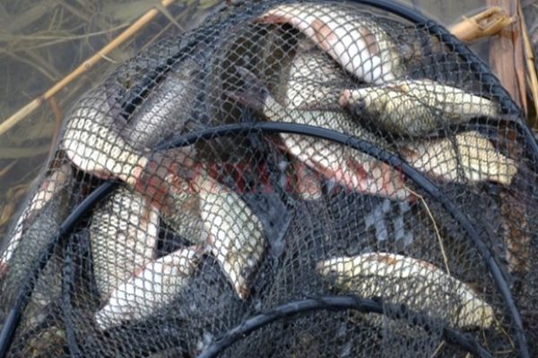 Gălățean prins cu pește fără documente de proveniență - comunicat IPJ Tulcea