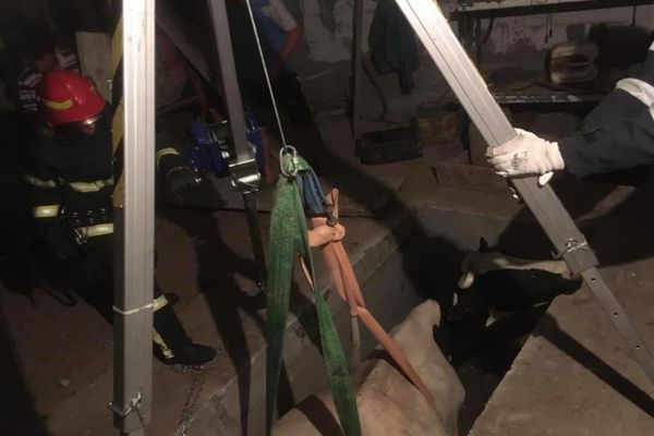 FOTO| Intervenție dificilă a pompierilor! Au fost solicitați să scoată o vacă dintr-o rampă 