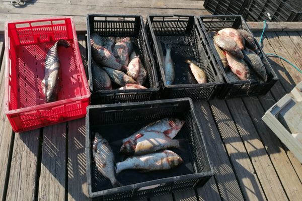    Zeci de kg de peşte și icre, confiscate de polițiștii de frontieră tulceni