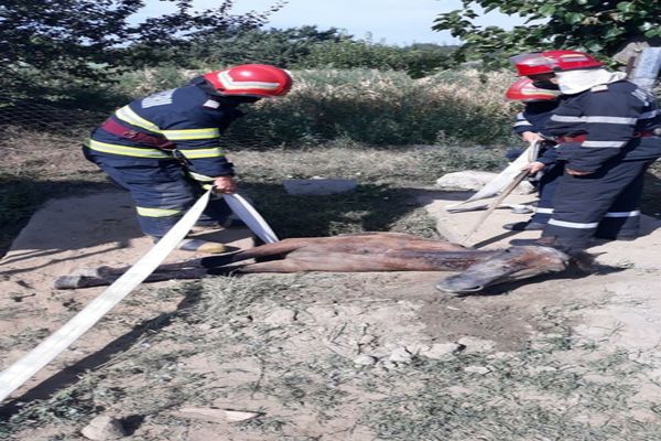 FOTO|| Județul Tulcea. Cal salvat dintr-un șanț